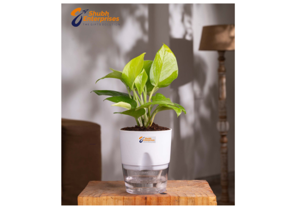 Golden Money Plant