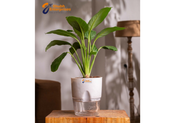 Peace Lily Plant