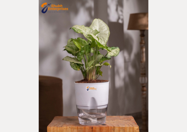 Syngonium Pixie  White Plant