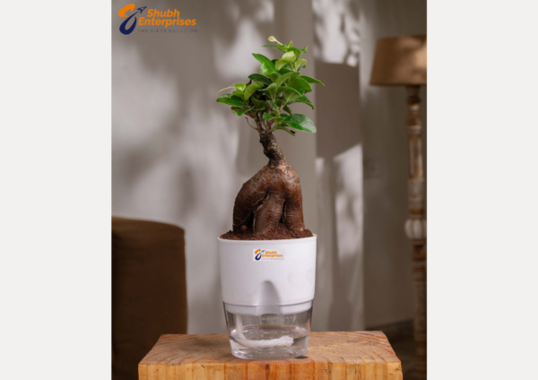 Lucky Bonsai Plant