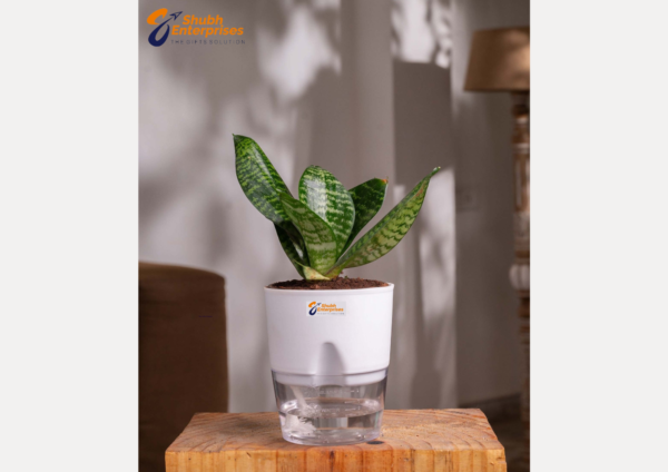 Green Snake Plant