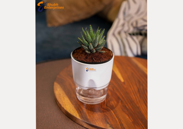 Zebra Haworthia  Plant