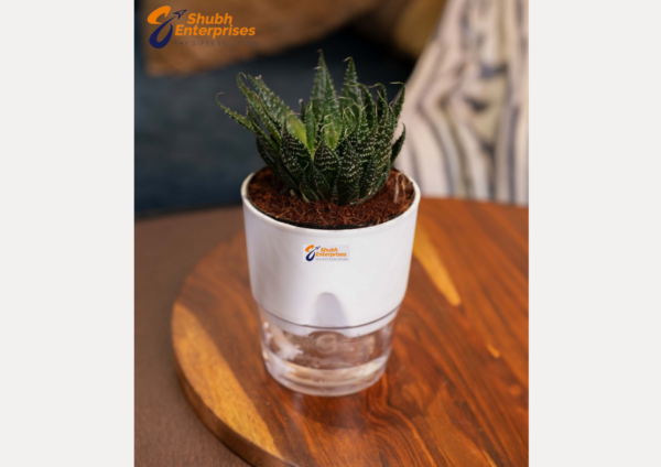 Lace Aloe Plant