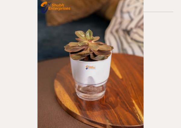 Echeveria Plant