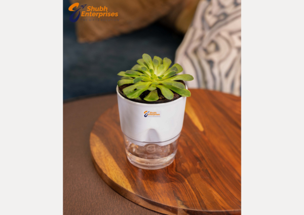 Aeonium Canariense  Plant