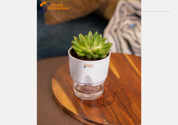 Molded Wax Agave  Plant