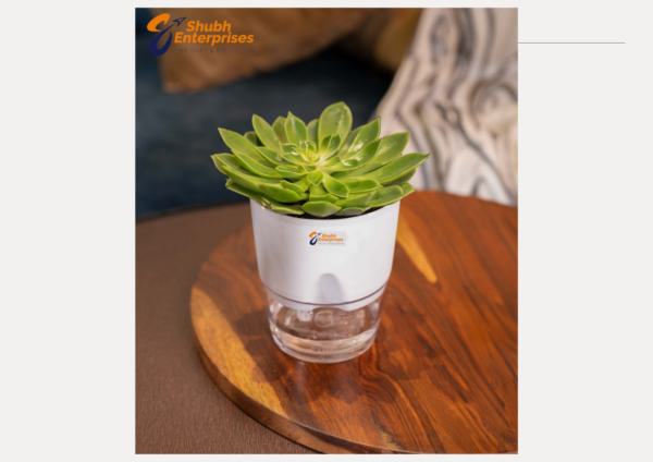 Echeveria Beltana Plant