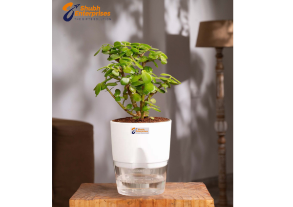 Lucky Jade Plant