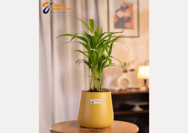 Chamaedorea Palm  Plant