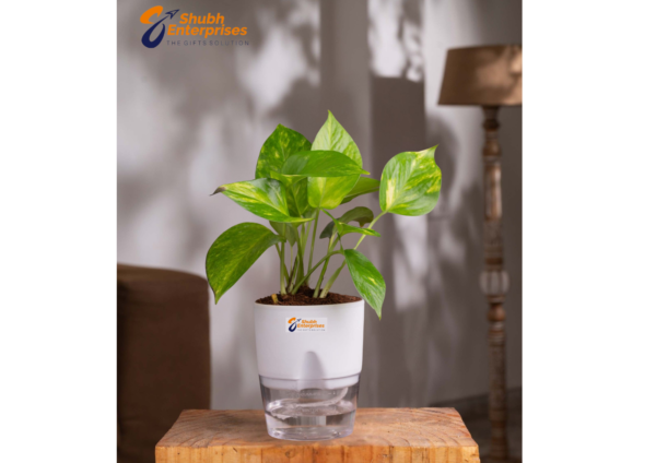 Money Variegated Plant