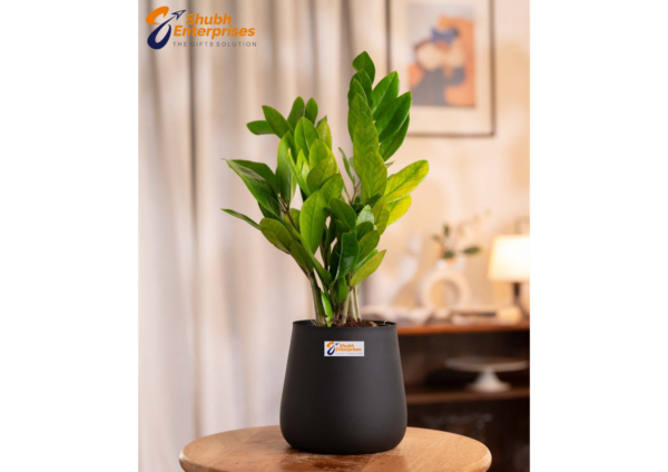 Zamia Green - ZZ Plant