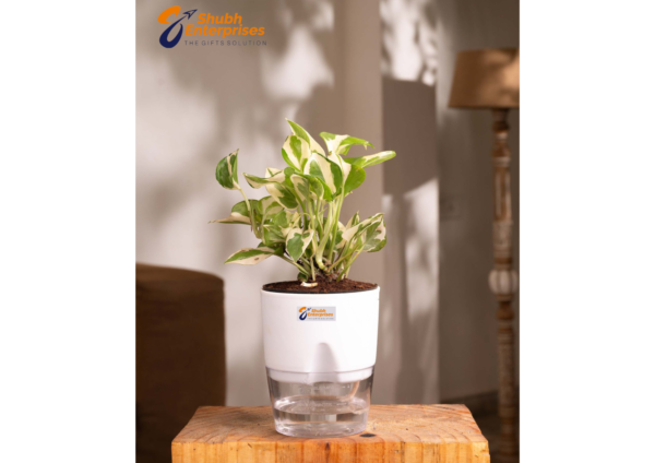 Money N'Joy Plant