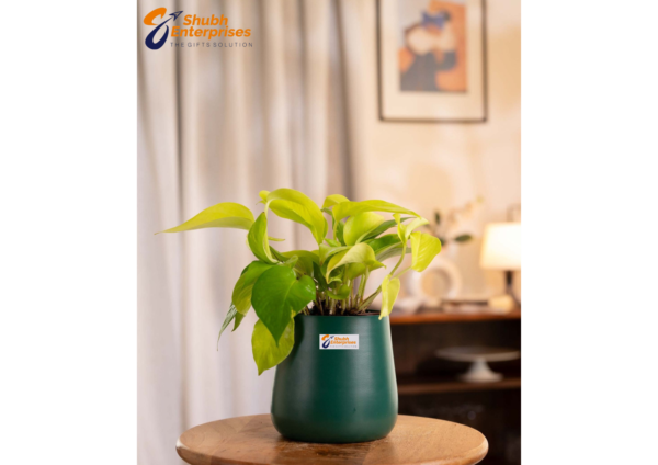 Golden Money Plant