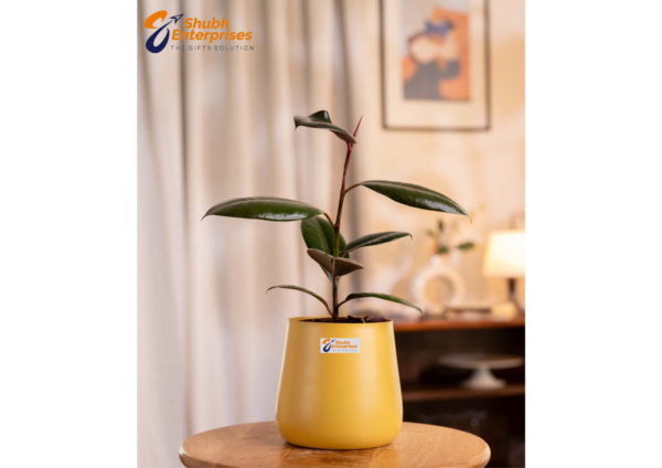 Black Rubber Plant