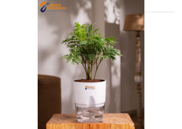 Aralia Green Plant