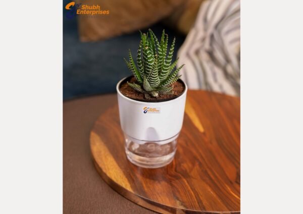 Fasciated Haworthia  Plant