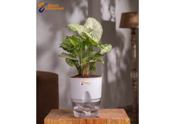 Syngonium Pixie White Plant