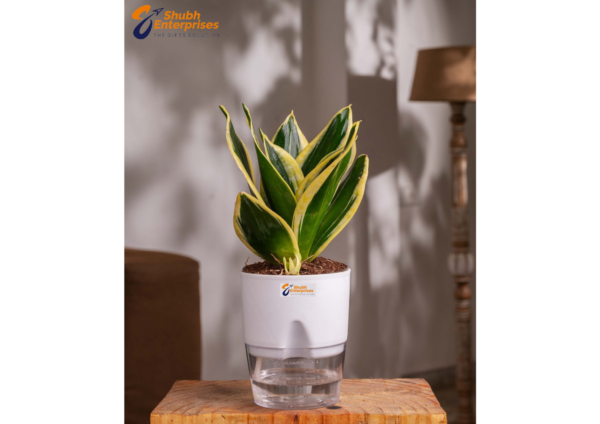 Golden Snake Plant