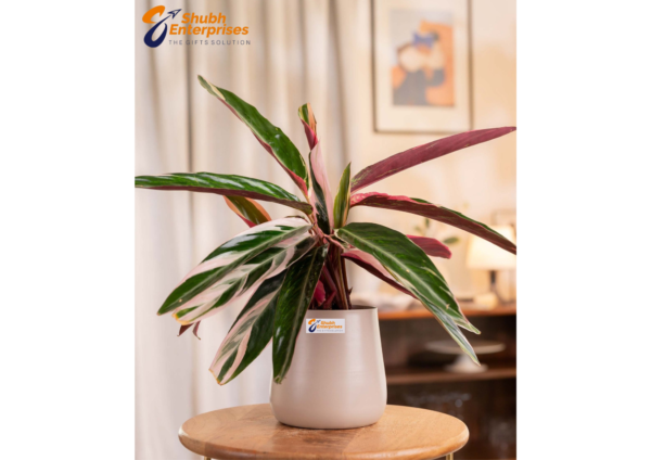 Calathea Triostar Plant