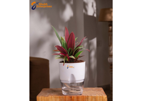 Oyster Plant
