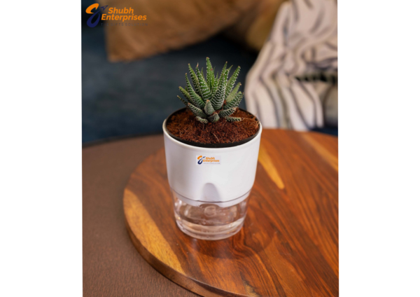 Zebra Haworthia Plant