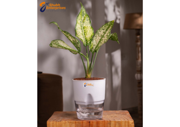 Aglaonema Snow White Plant